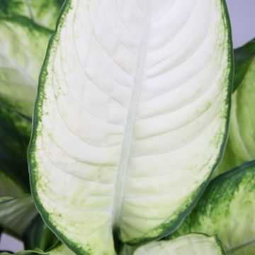 Dieffenbachia 'Camilla'