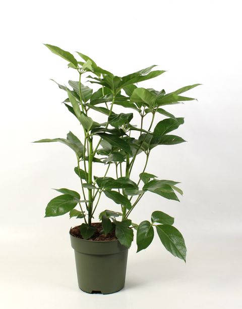 Schefflera actinophylla 'Amate'