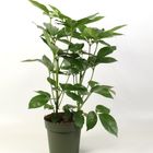 Schefflera actinophylla 'Amate'