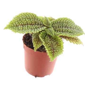 Pilea mollis 'Moon Valley'