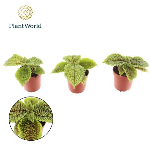 Pilea mollis 'Moon Valley'