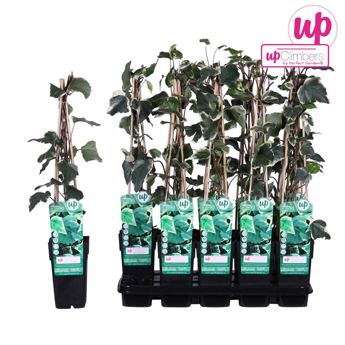 12 Plants De Lierre Des Canaries Gloire De Marengo – Pot 9x9 Cm – Plante Grimpante Persistante, Couvre-sol