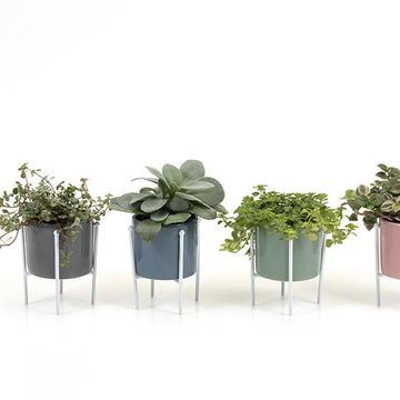 Φυτά εσωτερικού χώρου MIX