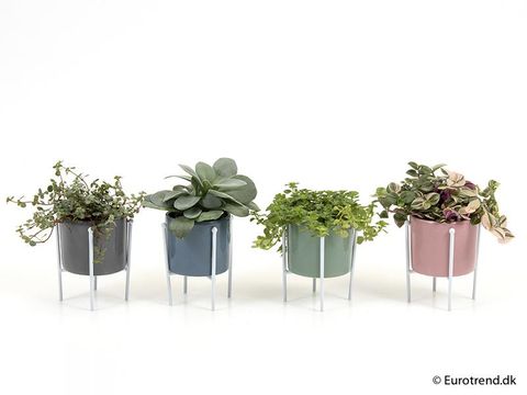 Piante da interno MIX