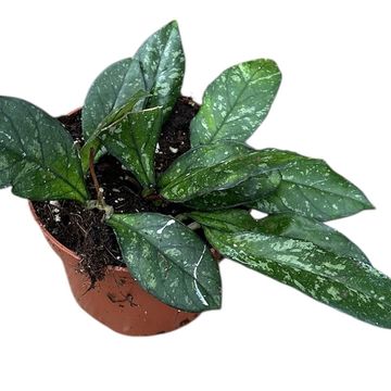 Hoya 'Crassipetiolata Splash'