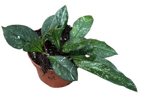 Hoya 'Crassipetiolata Splash'