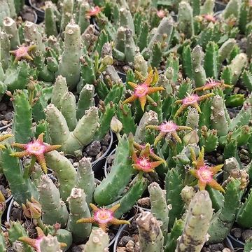 Stapelia flavopurpurea