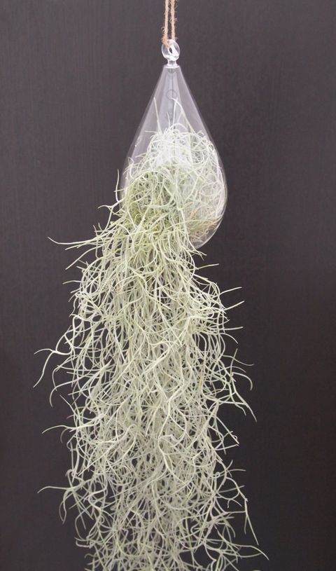 Tillandsia usneoides
