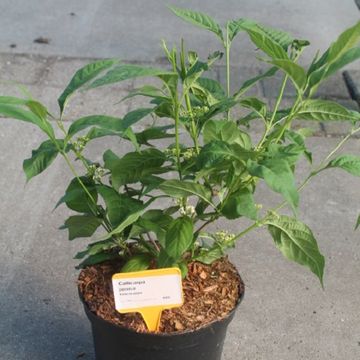 Callicarpa japonica 'Leucocarpa'