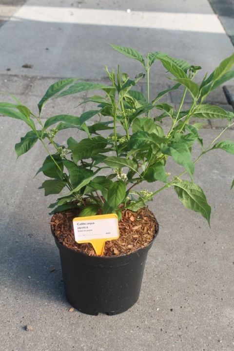 Callicarpa japonica 'Leucocarpa'