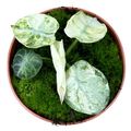 Alocasia 'Ninja Tricolor'