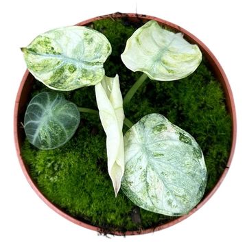 Alocasia Ninja Tricolor (TC) 【8-4】 Alocasia Ninja Tricolor