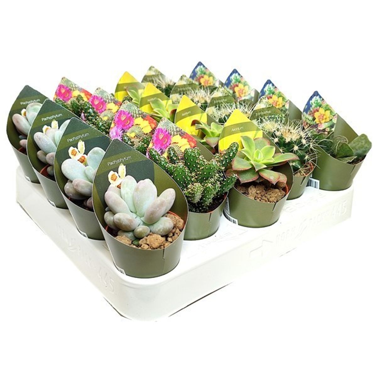 Cactus MIX — Plant Wholesale FlorAccess