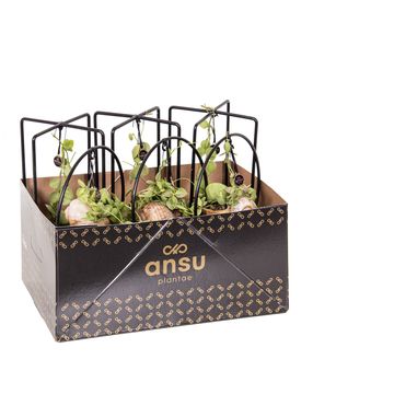 Arrangement Dischidia