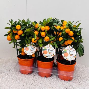 x Citrofortunella microcarpa