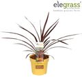 Cordyline australis 'Red Star'
