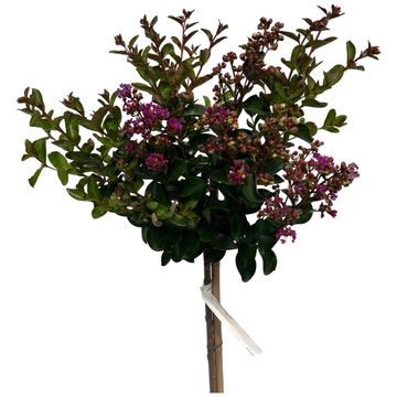 Lagerstroemia indica 'Purple Star'