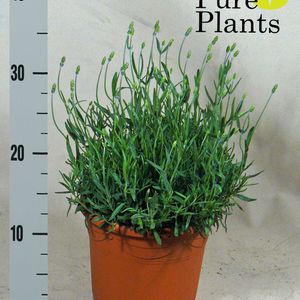 Lavandula angustifolia 'Hidcote' (Kwekerij den Deyl)