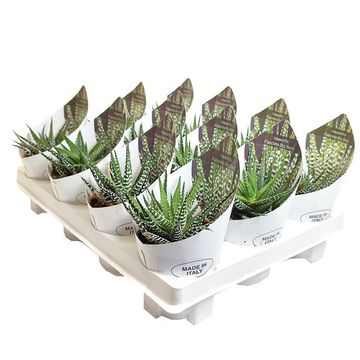 Haworthia fasciata 'Big Band'