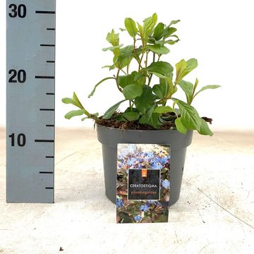 Ceratostigma plumbaginoides