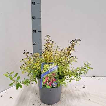 Escallonia GOLDEN CARPET