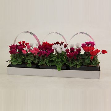 Cyclamen SUPER SERIE VERANO MIX