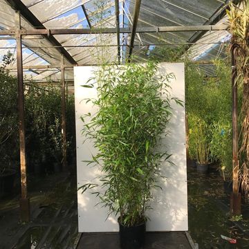 Phyllostachys aurea