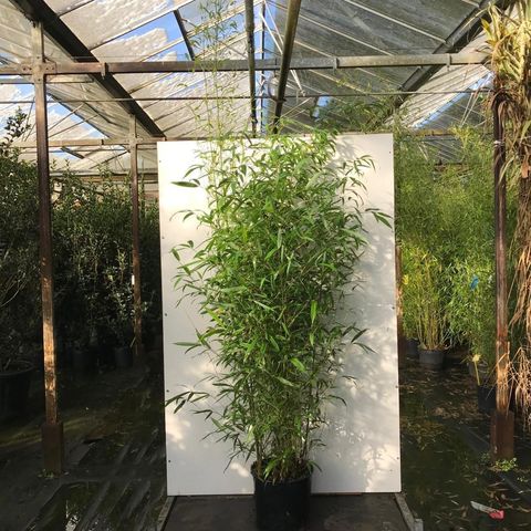 Phyllostachys aurea