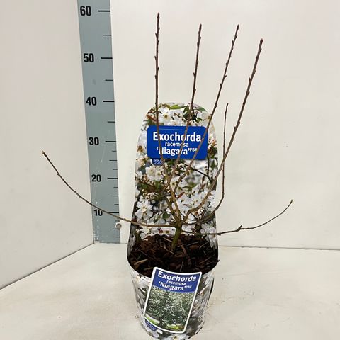 Экзохорда racemosa 'Niagara'