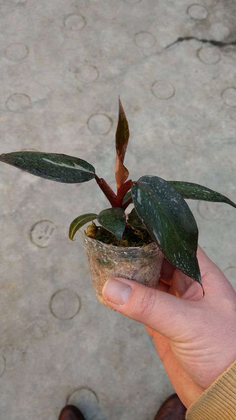 Filodendro 'Pink Princess'