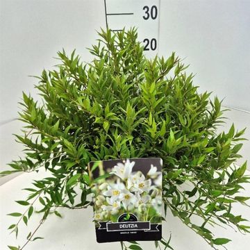 Deutzia gracilis 'Nikko'