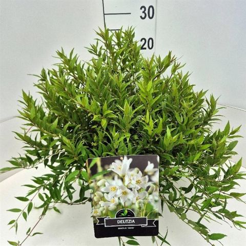 Deutzia gracilis 'Nikko'