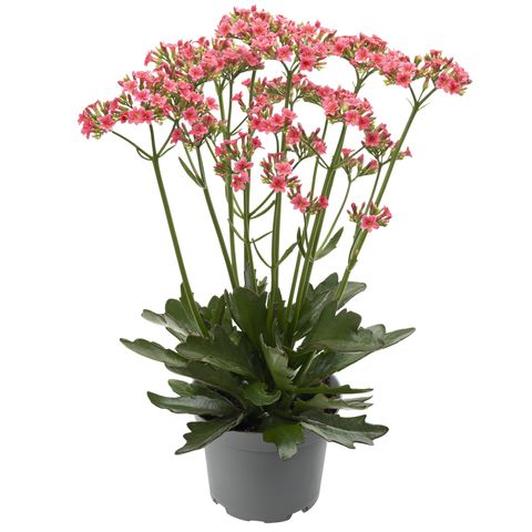 Kalanchoe 'Ladylike'