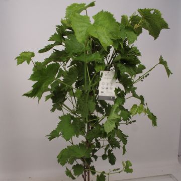 Vitis vinifera