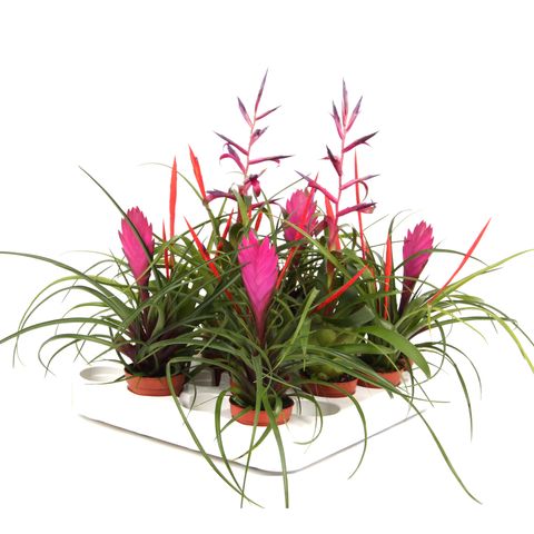 Tillandsia MIX