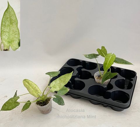 Alocasia micholitziana 'Mint Variegata'