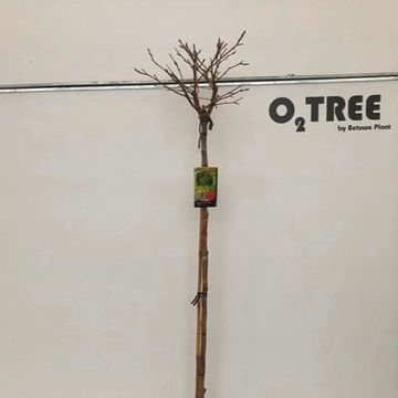 Liquidambar styraciflua 'Gum Ball'