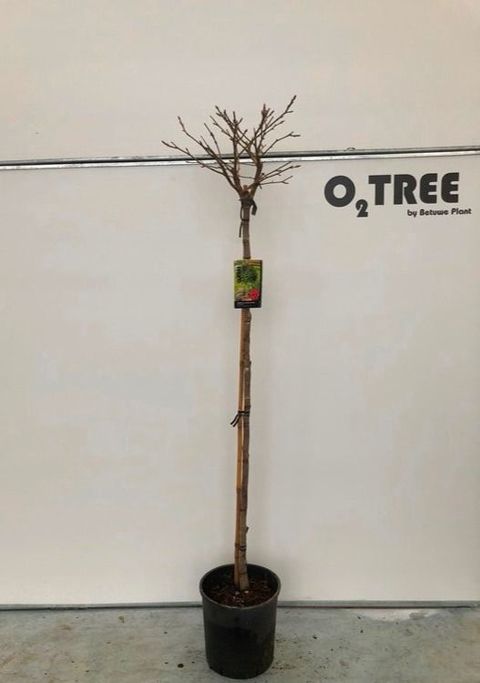 Liquidambar styraciflua 'Gum Ball'