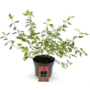 Cornus sanguinea 'Midwinter Fire'