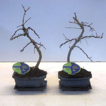 Pseudolarix amabilis