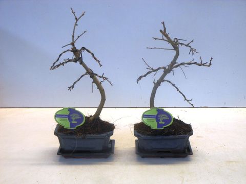 Pseudolarix amabilis