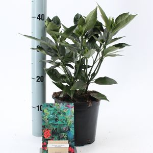 Aucuba japonica 'Rozannie' (About Plants Zundert BV)