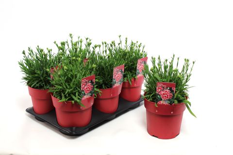 Dianthus 'Bianca'