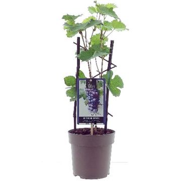 Vitis 'Boskoop Glory'