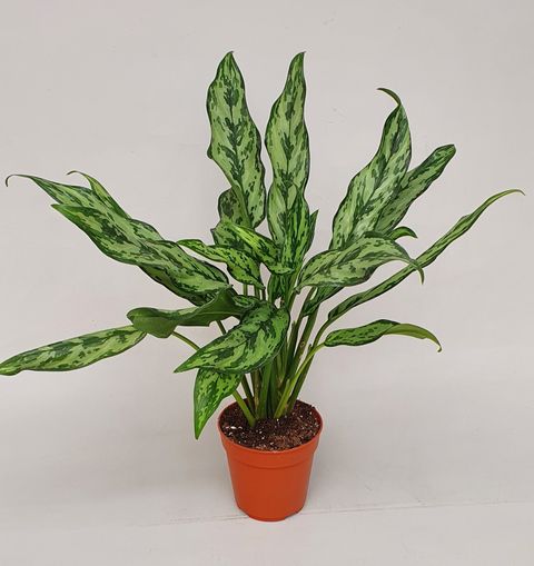 Aglaonema 'Miss Juliette'