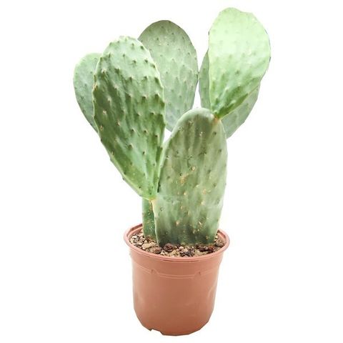 Opuntia ficus-indica