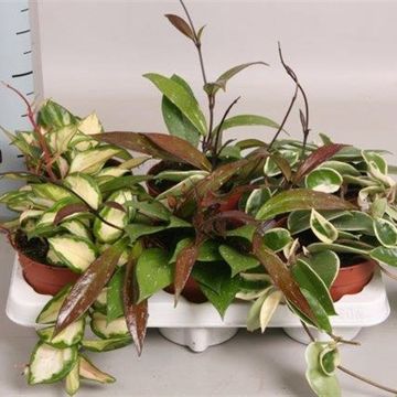 Hoya carnosa MIX
