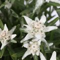 Leontopodium alpinum 'Watzmann'