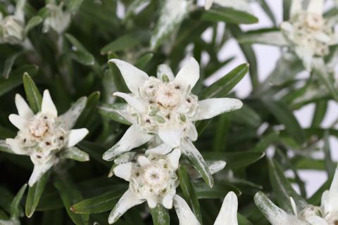 Leontopodium alpinum 'Watzmann'