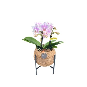 Arrangement Orchid